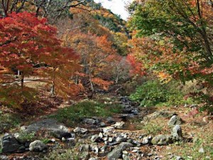 信州松本浅間温泉　ホテル玉の湯（玉之湯） 紅葉情報　横川峡