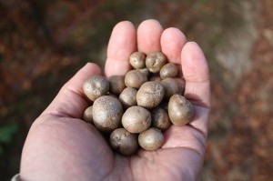 松本浅間温泉　バリアフリーの宿ホテル玉の湯（玉之湯）　 零余子むかご