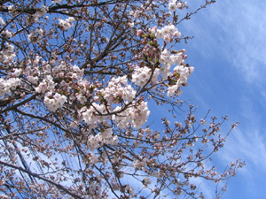 信州バリアフリーの世界松本浅間温泉　ホテル玉の湯（玉之湯） 四季のたより　ようやく咲きました！今年の桜