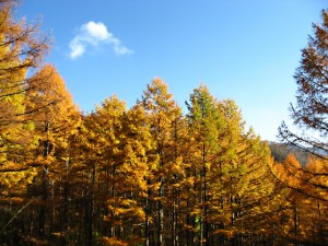 信州松本浅間温泉　ホテル玉の湯（玉之湯） 紅葉情報　三城地区ではカラマツの紅葉が見ごろ