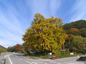 信州松本浅間温泉　ホテル玉の湯（玉之湯） 紅葉探訪　横川の大イチョウ