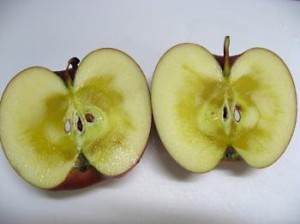信州松本浅間温泉　ホテル玉の湯（玉之湯） 旬の情報　長野県特産のりんご『ふじ』食べごろです♪