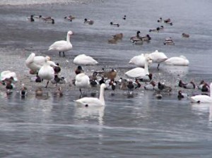 長野の温泉　松本浅間ホテル玉の湯（玉之湯）白鳥の飛来地　安曇野市豊科の犀川ダム湖