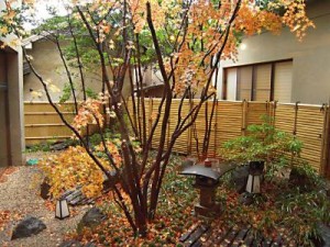 松本浅間温泉　信州そばの宿ホテル玉の湯（玉之湯）　中庭のカエデ『紅葉真っ盛り』