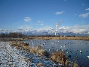 松本浅間温泉　信州そばの宿ホテル玉の湯（玉之湯）安曇野御宝田遊水地で越冬する白鳥