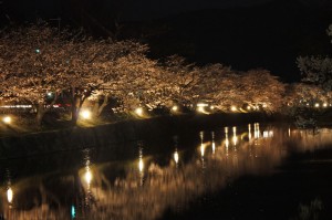 松本城夜桜見物バス運行します