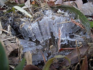 信州松本浅間温泉玉の湯　霜柱の季節　