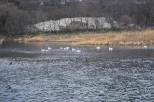 安曇野の犀川ダム湖に今年も白鳥が羽をやすめています。