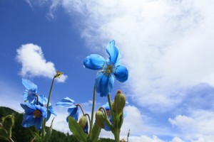 南アルプスに咲くヒマラヤの青いケシの花