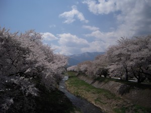 松本浅間温泉玉之湯　桜の名所