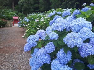 あじさい寺