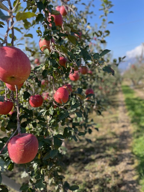 🍎30年続く「ふれあいの旅」玉之湯のりんご狩りツアー第2回目を終えて