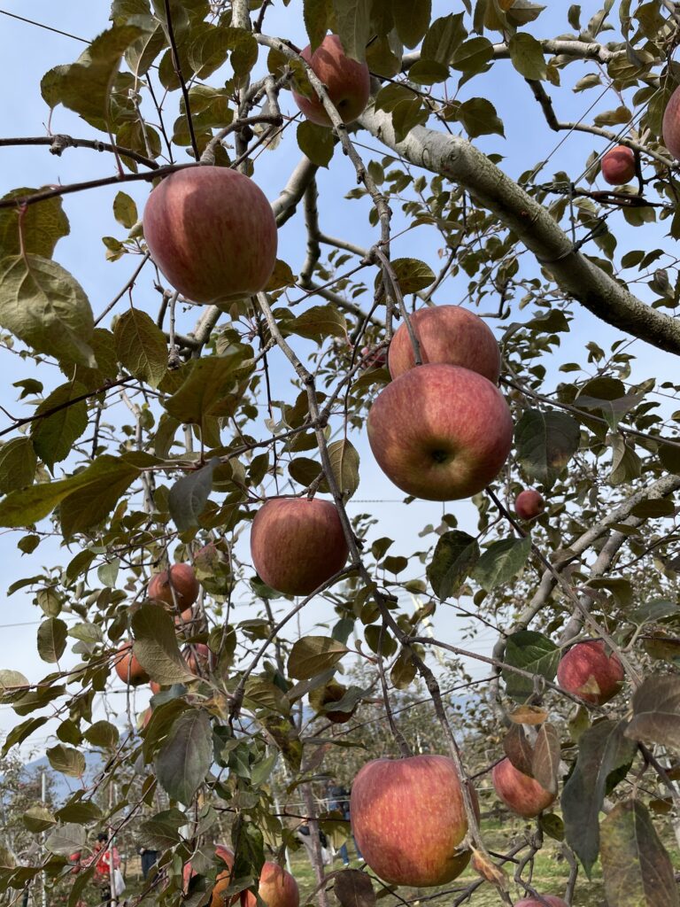 信州の秋の味覚　りんご