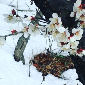 満開の梅と積もった雪