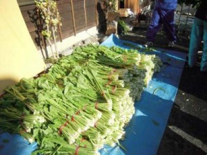 松本浅間温泉　信州そばの宿ホテル玉の湯（玉之湯）　冬の風物詩『野沢菜漬け』を行いました