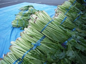 信州松本浅間温泉玉の湯　冬の始めの風物詩　-野沢菜漬け-