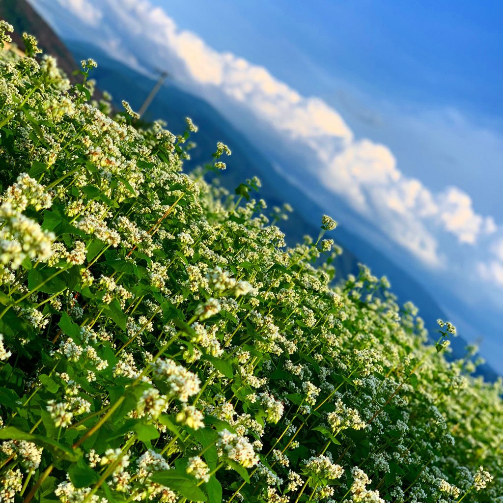 信州の初夏を彩る そばの花