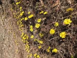 春の訪れ福寿草