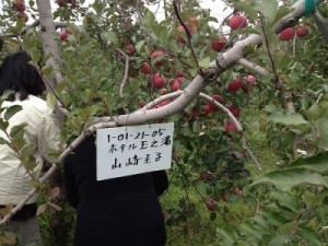 信州松本浅間温泉　ホテル玉の湯（玉之湯） 　りんごの木のオーナー