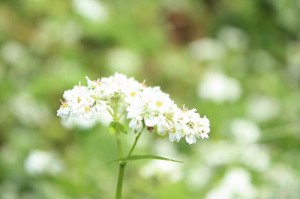 【そばの花を見るなら今です】