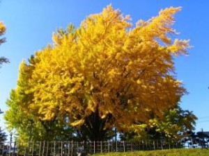 信州松本浅間温泉　ホテル玉の湯（玉之湯） 発観光情報　長野県松本文化会館のイチョウが綺麗