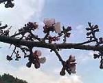 信州バリアフリーの世界松本浅間温泉　ホテル玉の湯（玉之湯） 　ようやく梅の花
