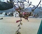信州バリアフリーの世界松本浅間温泉　ホテル玉の湯（玉之湯） 　桜のつぼみ