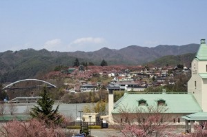 高遠城址公園が閉鎖となりました　今シーズン桜の散るまで