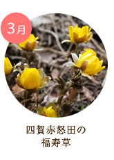 3月　四賀赤怒田の福寿草