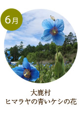 6月　大鹿村　ヒマラヤの青いケシの花