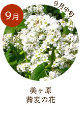 9月　美ヶ原蕎麦の花