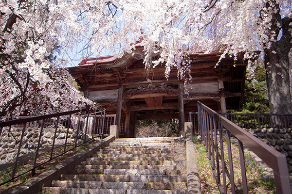 真光寺のしだれ桜