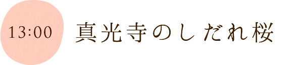 真光寺のしだれ桜