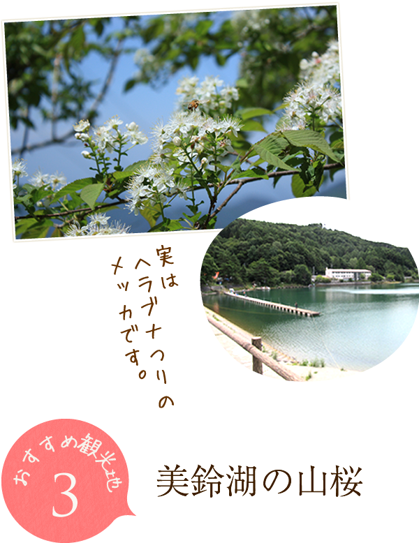 美鈴湖の山桜