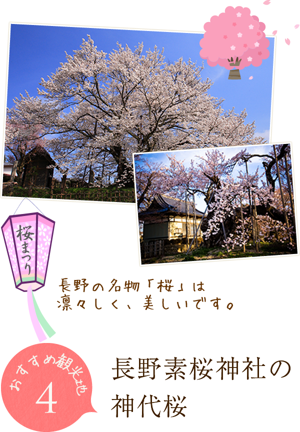 長野素桜神社の神代桜