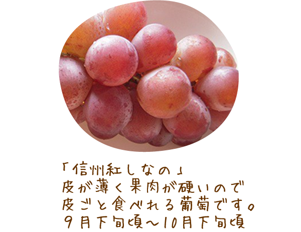 「信州紅しなの」皮が薄く果肉が硬いので皮ごと食べれる葡萄です。９月下旬頃～10月下旬頃 