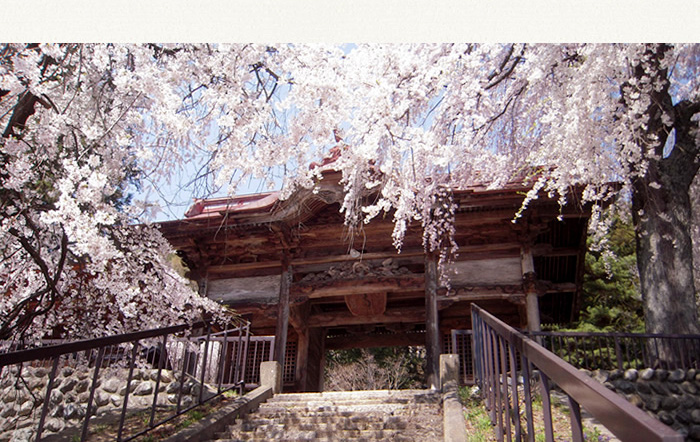 真光寺のしだれ桜　山間の古刹に見事な枝ぶりのシダレザクラを見ることができます。<br>
  満開時は桜のシャワーを浴びて山門をくぐります。