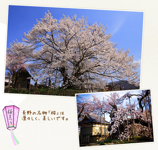 長野素桜神社の神代桜