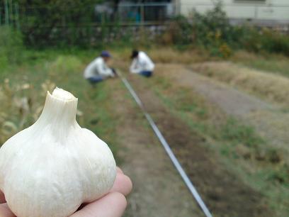 2011年10月5日ニンニクの植え付け